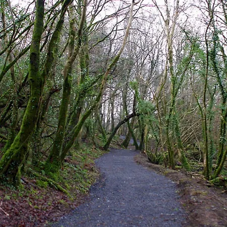 Breaffy Woods